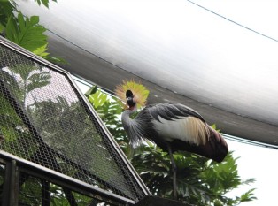 巴厘岛鸟园