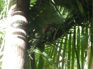 菲律宾眼镜猴保护区