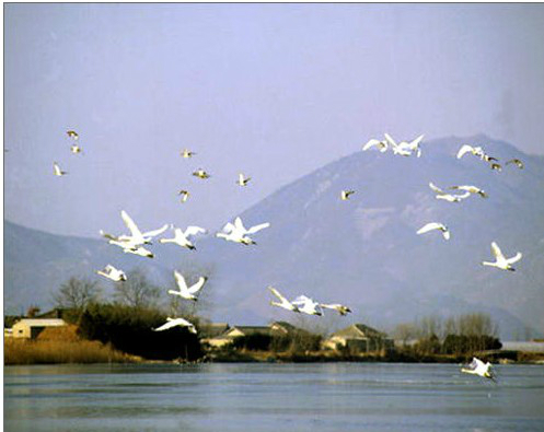 洛東江候鳥棲息地