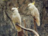 清邁動物園