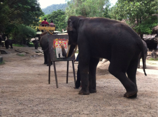 湄登大象训练营