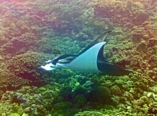 Top Dive, Bora Bora