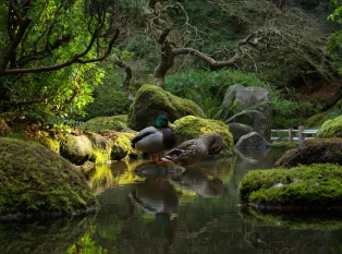 波特兰日本花园