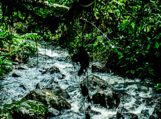 The El Yunque Rain Forest