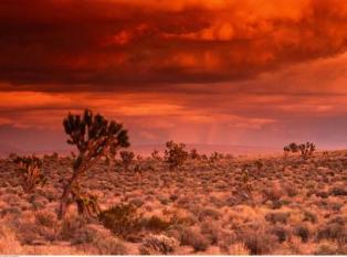 Mojave沙漠