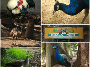 考拉公园保护区