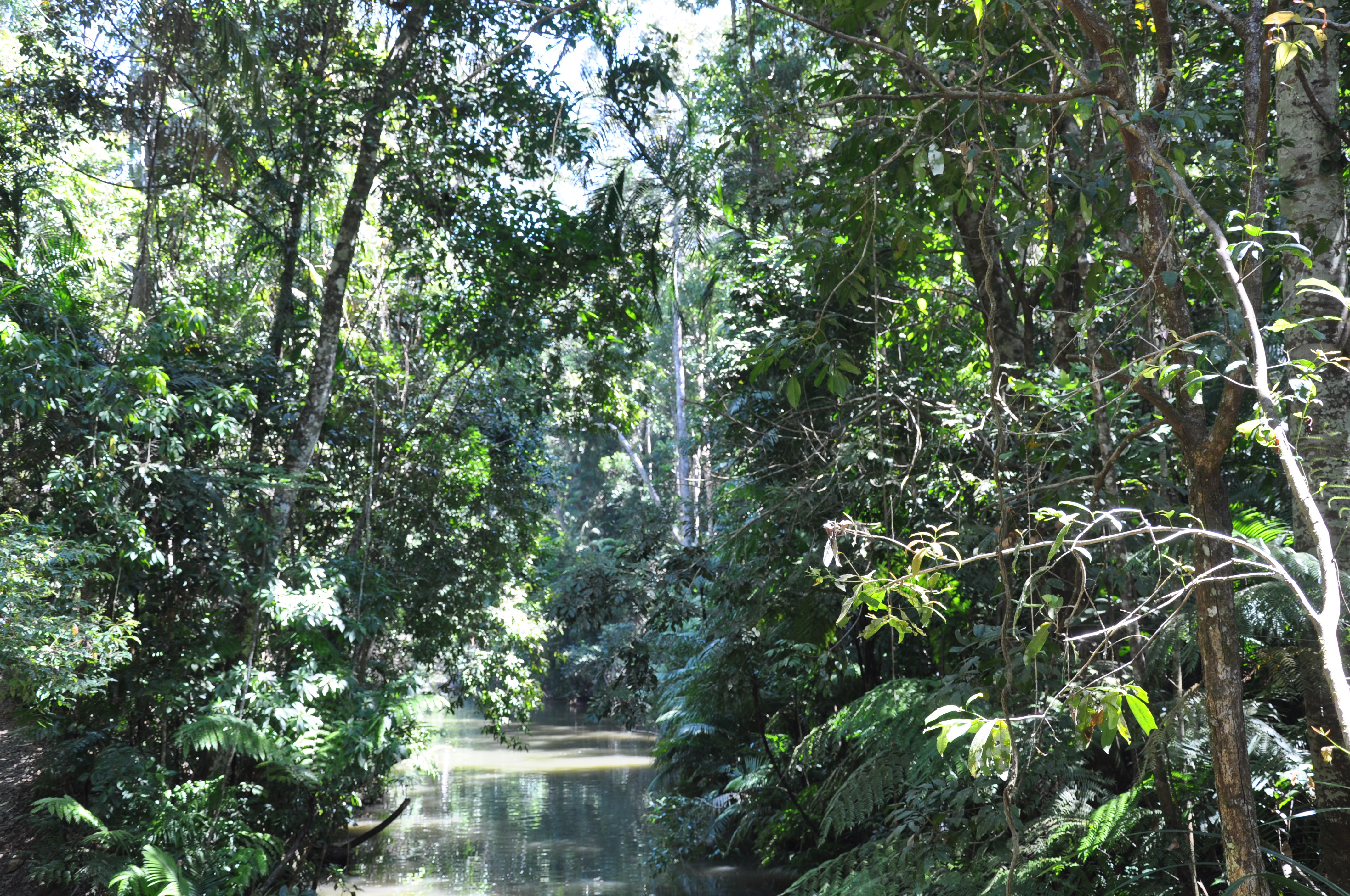 熱帶雨林自然公園