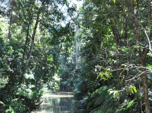 熱帶雨林自然公園