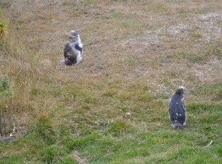 黄眼企鹅自然保护区