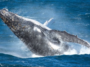 Sydney Whale Watching 观鲸