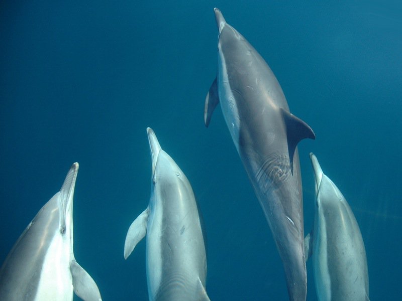 Dolphin Swim Australia 野生海豚共遊
