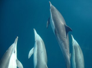 Dolphin Swim Australia 野生海豚共遊