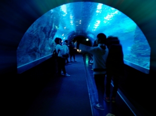 海洋世界63号水族馆