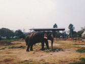 大象保护中心