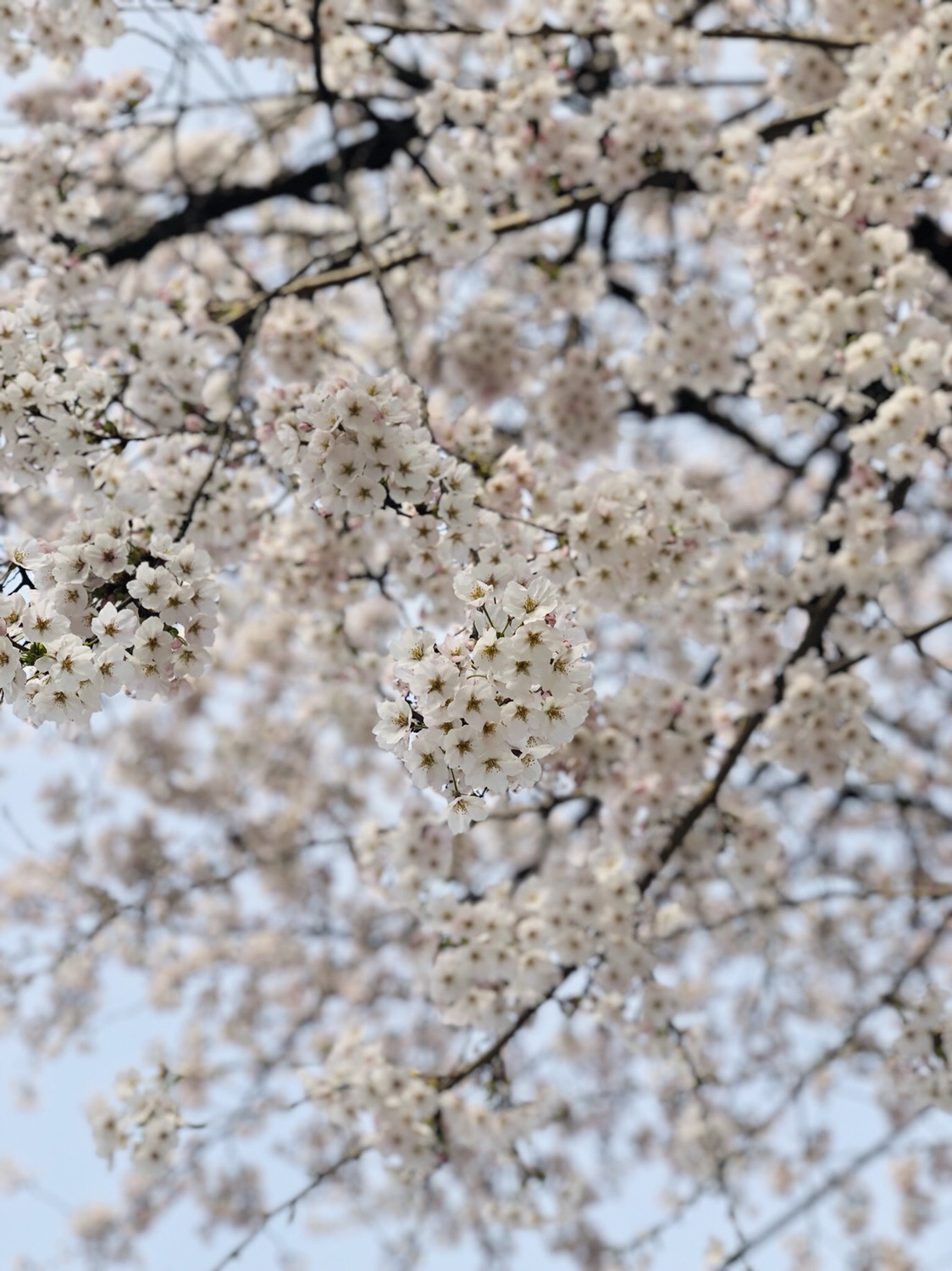 4月最美樱花季