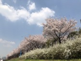 还是在日本看樱花
